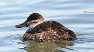 Ruddy Duck