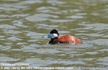 Ruddy Duck male adult breeding