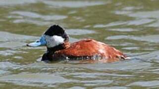 Ruddy Duck