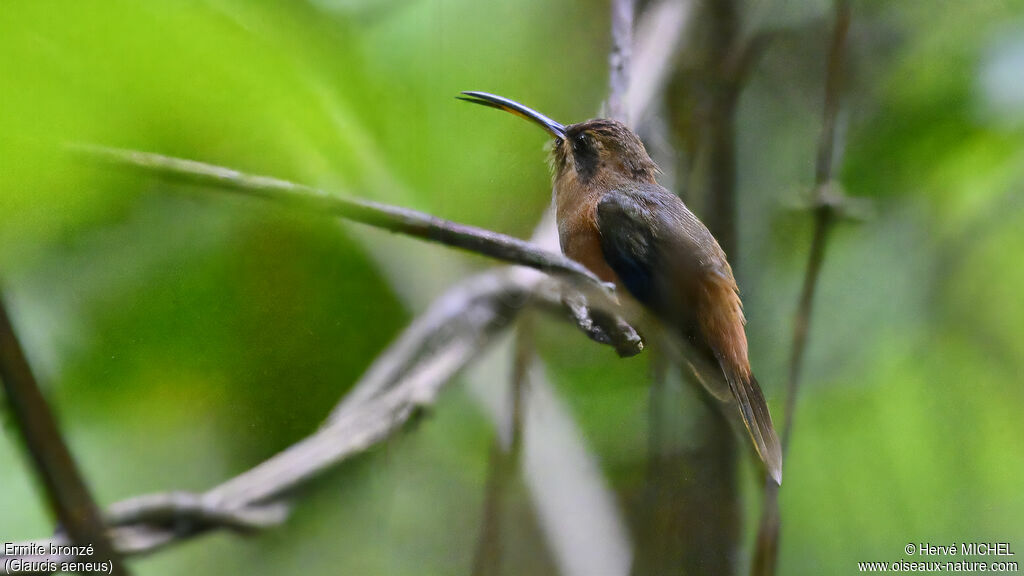 Bronzy Hermit