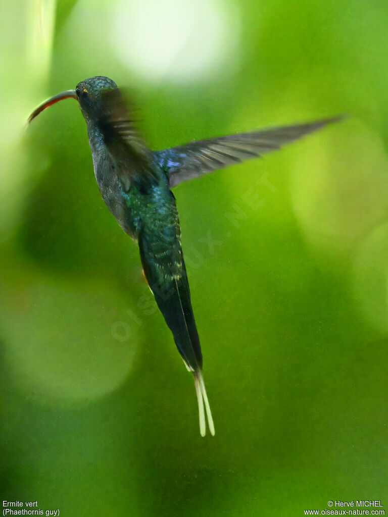 Green Hermit