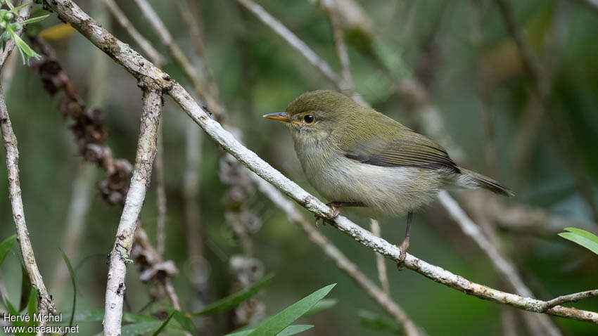 Green Jeryadult, identification