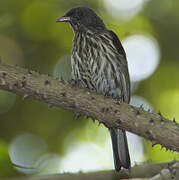 Palmchat