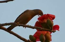 Chestnut-tailed Starling