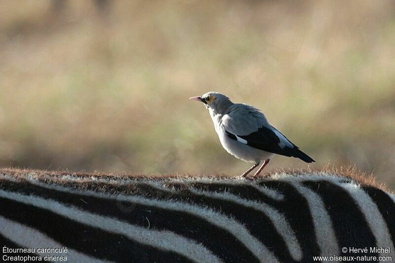 Wattled Starling male adult post breeding