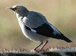 Wattled Starling