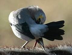 Wattled Starling