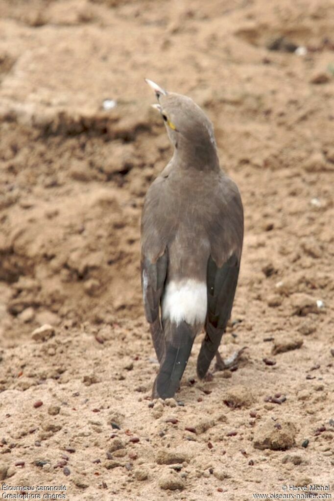 Wattled Starling male adult post breeding