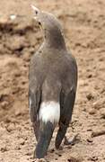 Wattled Starling