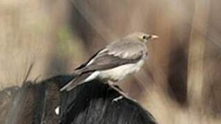 Wattled Starling