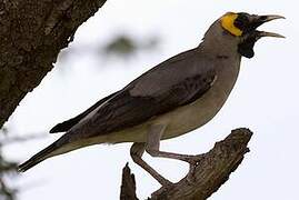 Wattled Starling