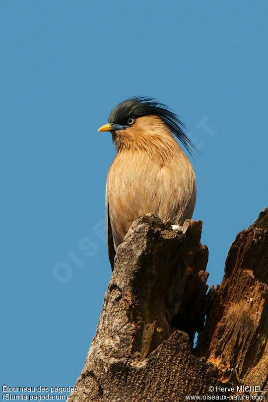 Brahminy Starling