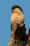 Brahminy Starling