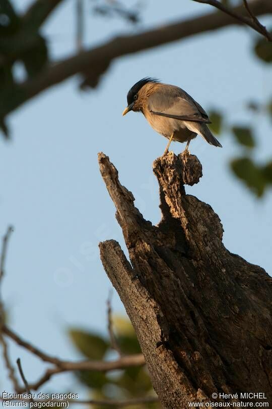 Brahminy Starling