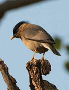 Brahminy Starling