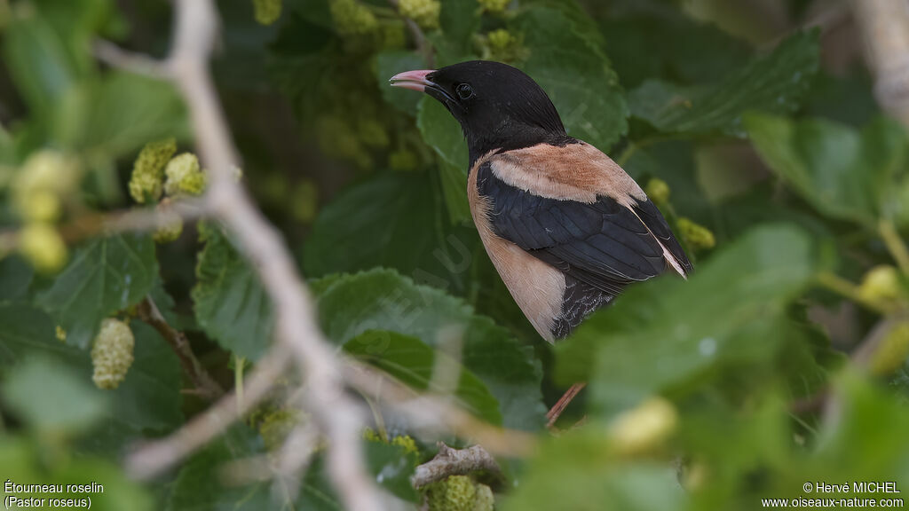 Rosy Starlingadult breeding