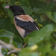 Rosy Starling