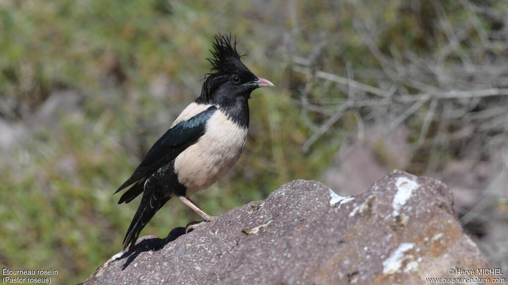 Rosy Starling male adult breeding