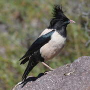 Rosy Starling