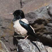 Rosy Starling