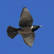 Rosy Starling