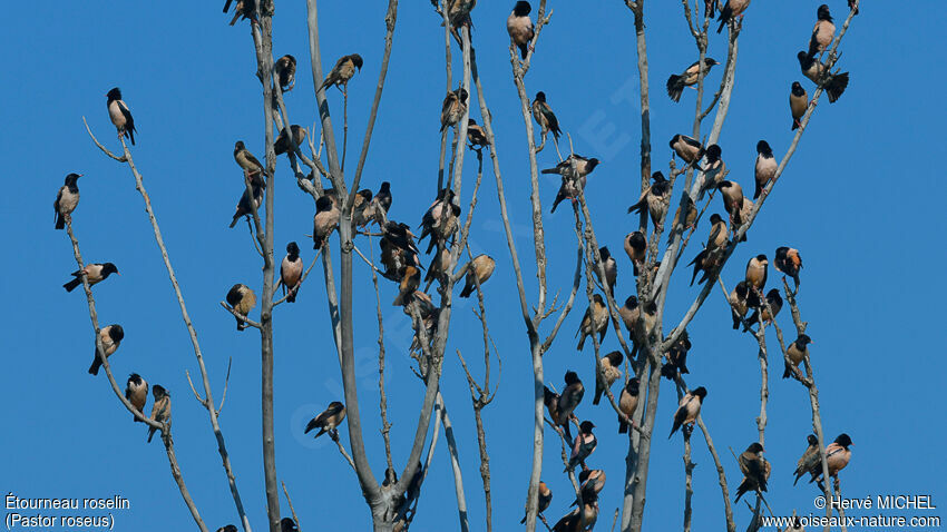 Rosy Starling