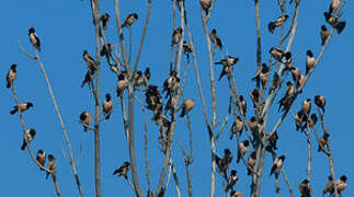 Rosy Starling