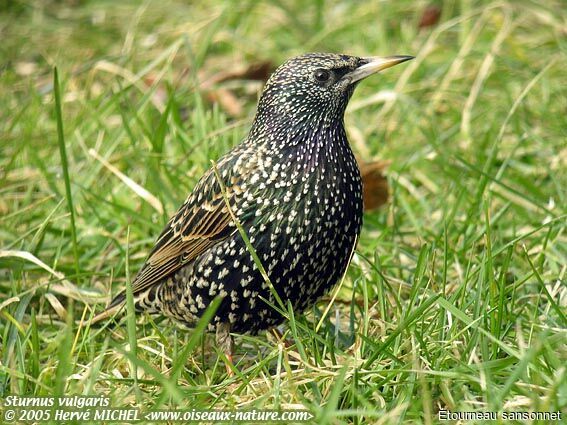 Common Starling