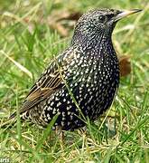 Common Starling