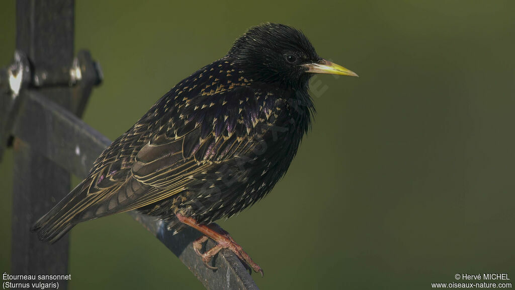 Common Starling