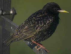 Common Starling