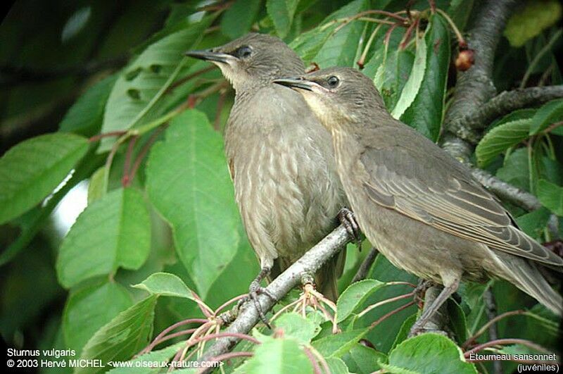 Common Starling