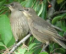 Common Starling