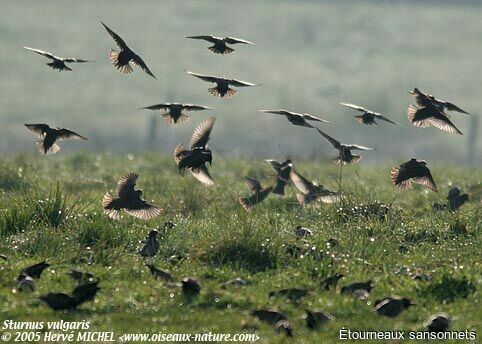 Common Starling