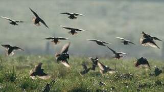 Common Starling