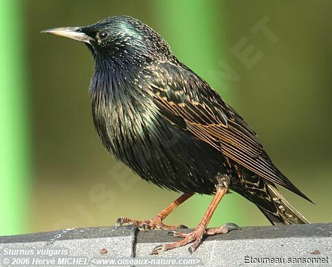 Common Starling