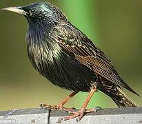 Common Starling