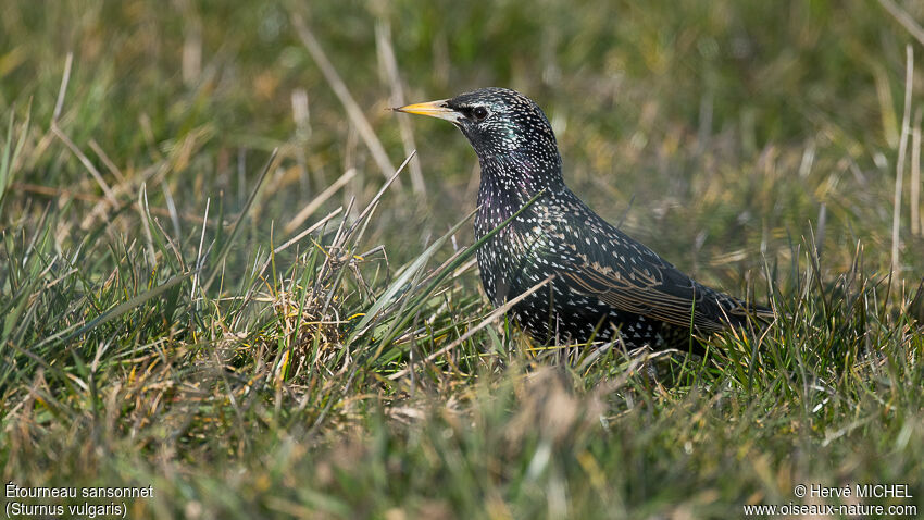 Common Starlingadult post breeding