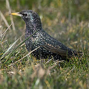 Common Starling