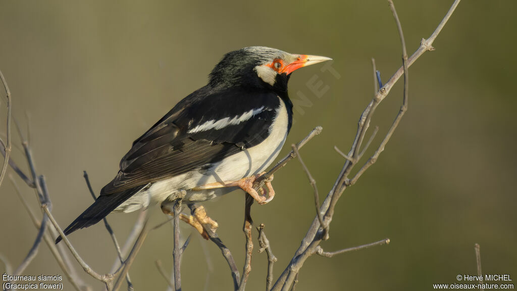 Siamese Pied Myna