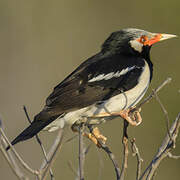 Siamese Pied Myna