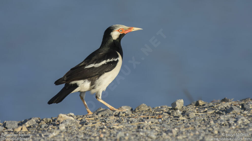 Siamese Pied Mynaadult