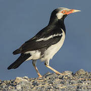 Siamese Pied Myna