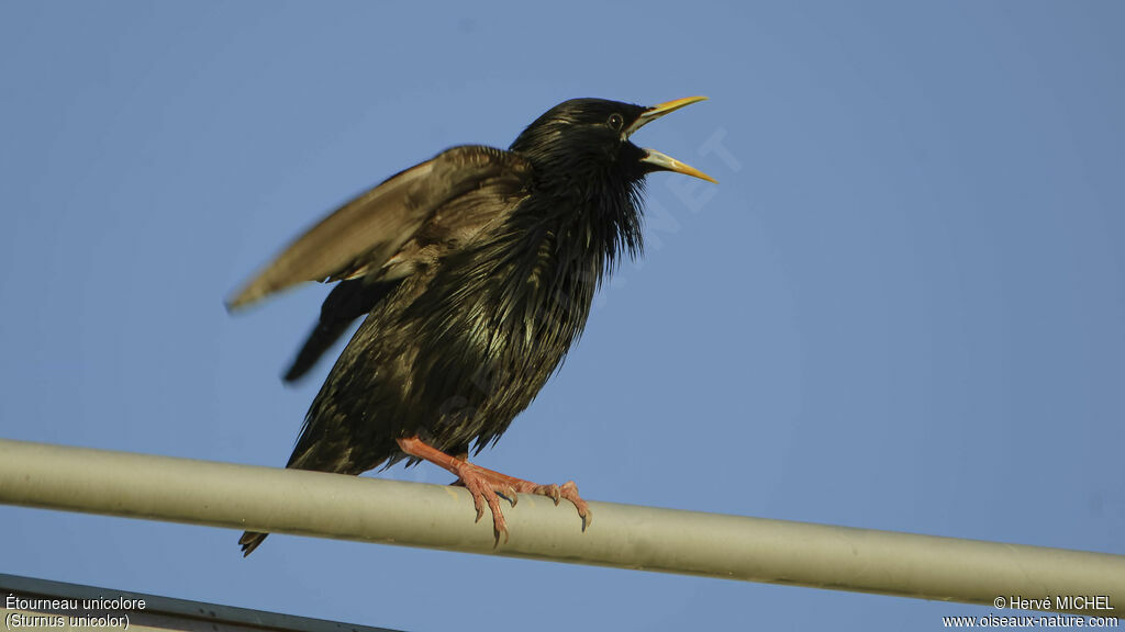 Spotless Starling