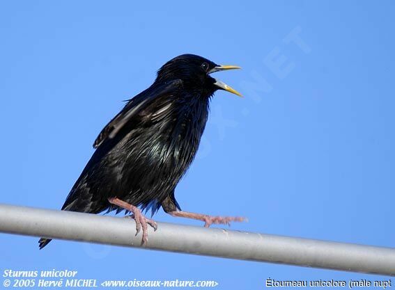 Spotless Starling