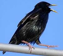 Spotless Starling