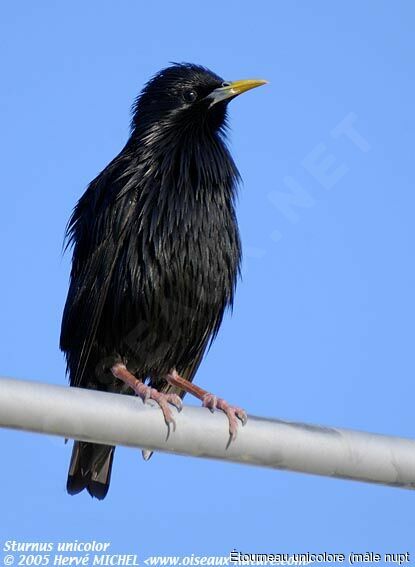 Spotless Starling