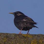 Spotless Starling