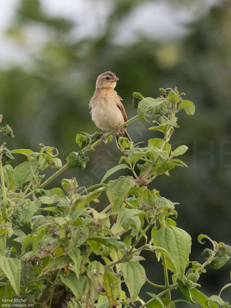 Euplecte à dos d'or1ère année, identification