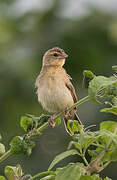 Yellow-mantled Widowbird